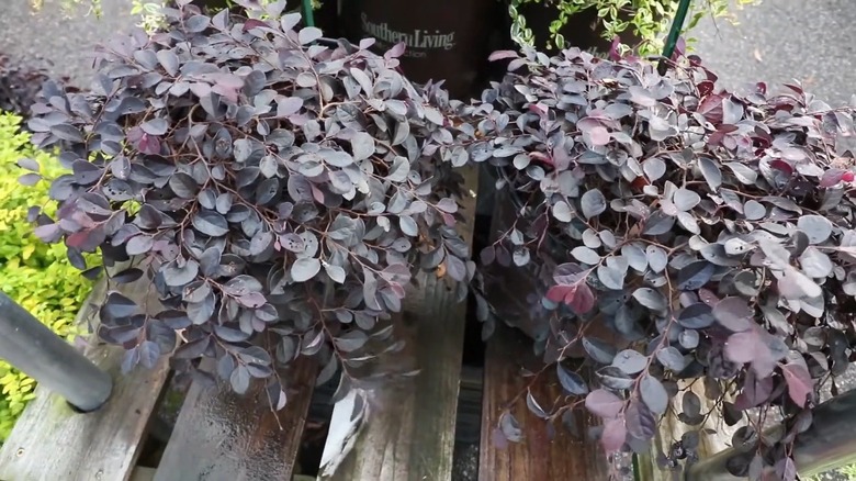 Purple Pixie dwarf weeping loropetalum in two plant pots on a table