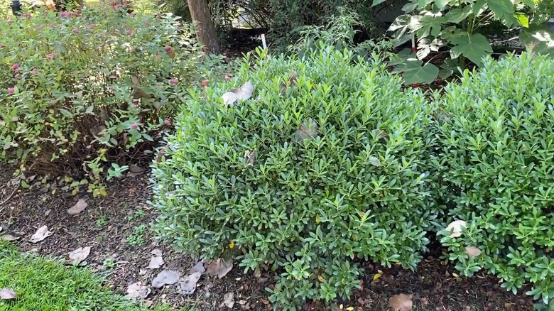 'Strongbox' inkberry holly growing in garden