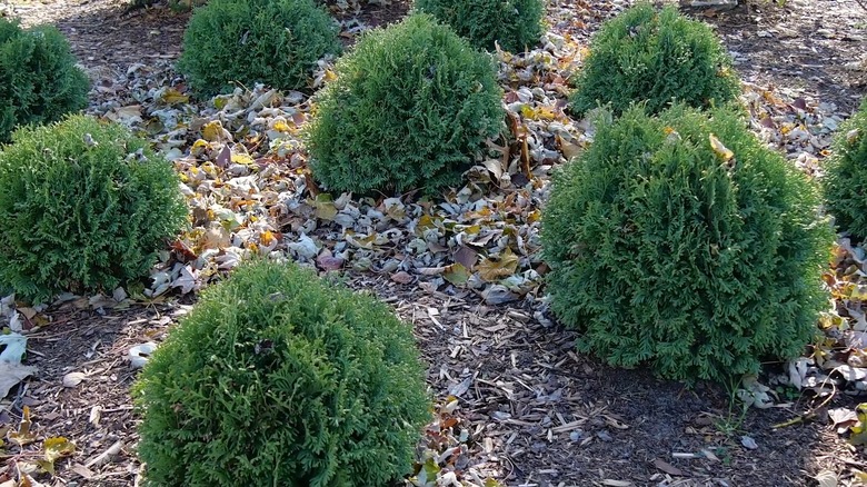 Green 'Tater Tot' arborvitae in a yard