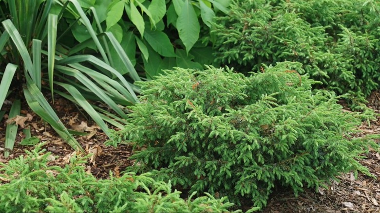 'Tortuga' juniper in a garden