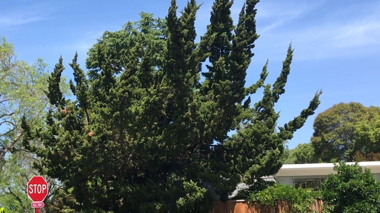 A mature 'Torulosa' juniper plant near a stop sign