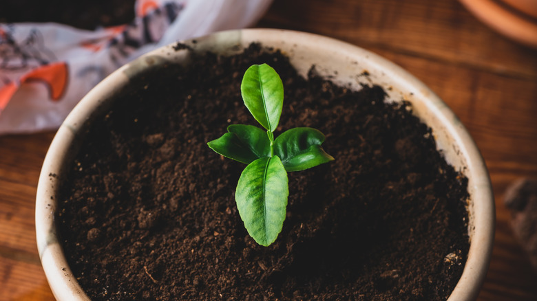 Lemon plant in a pot