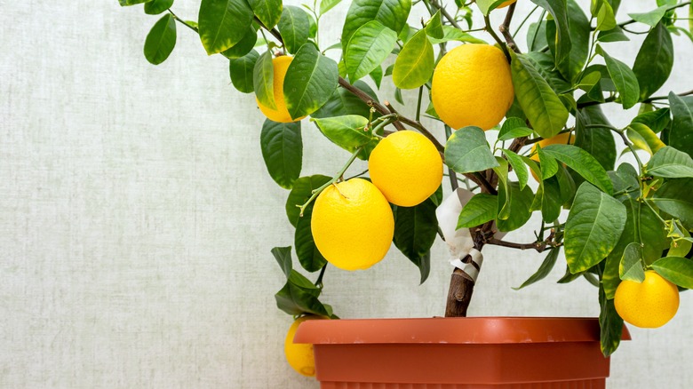 Potted lemon tree