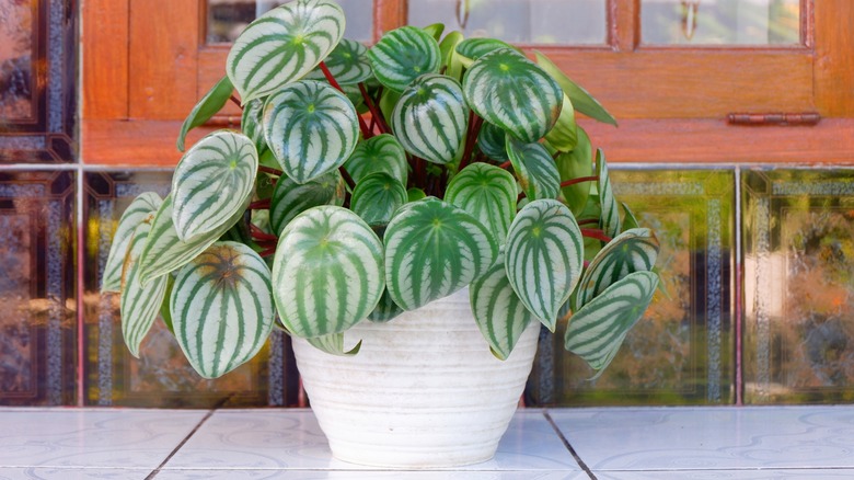 Peperomia near window