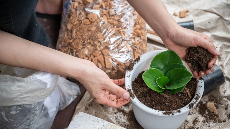 Adding fertilizer-mixed soil to peperomia