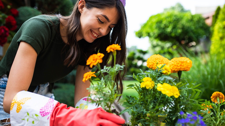 Woman plants marigolds in garden