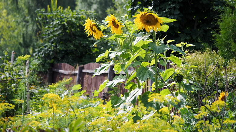 Sunflowers tower over garden