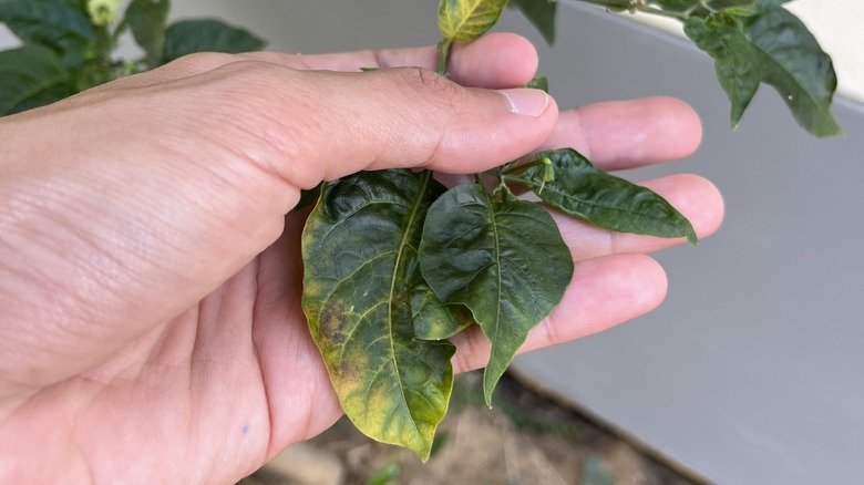 someone holding yellowing plant leaves