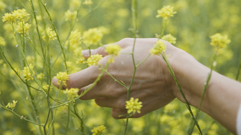 hand touching yellow plant