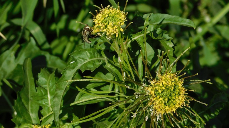 insect on london rocket plant