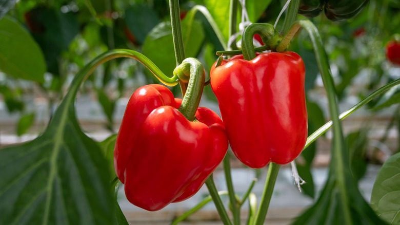 red peppers growing on plant