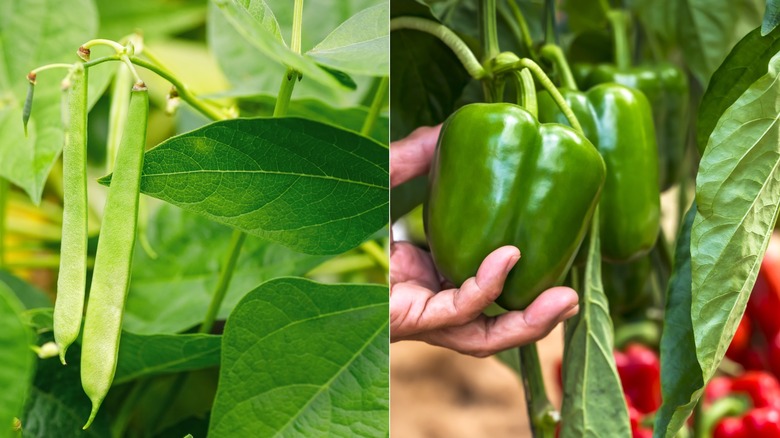 green beans beside green peppers