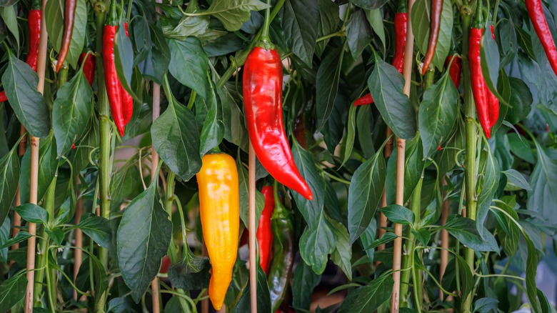 colorful peppers on plant