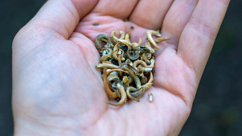 person holding wildflower seed mix