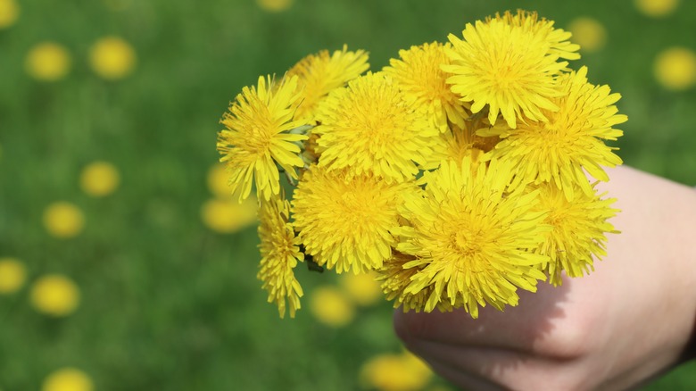 wildflowers growing in a backyard