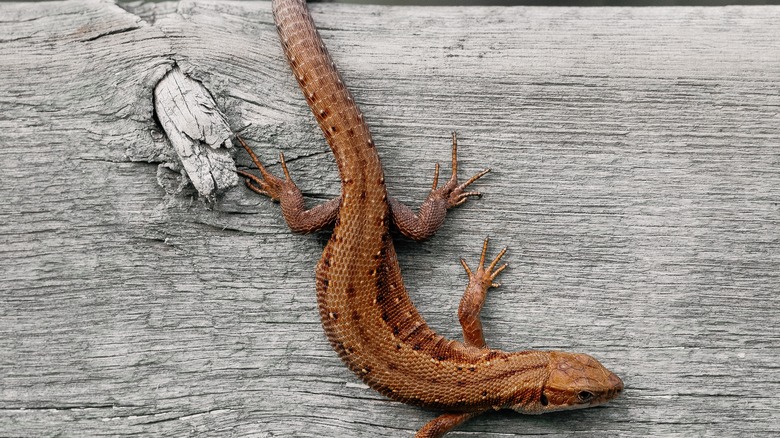 Brown lizard outdoors