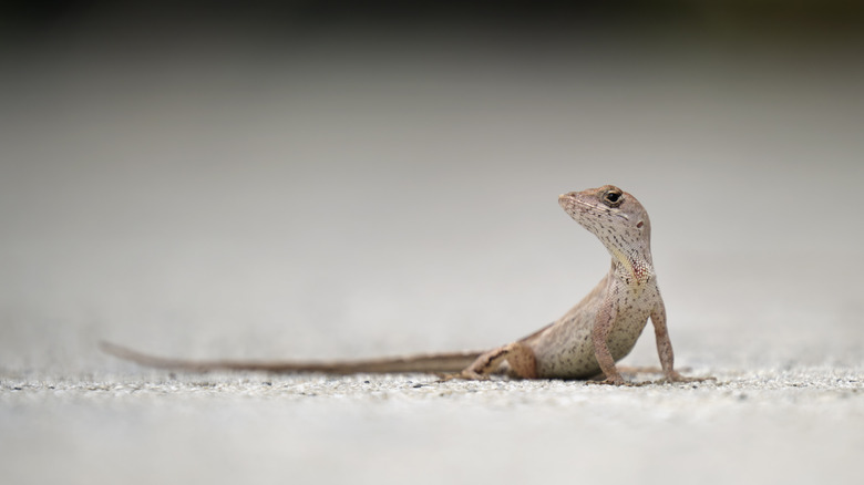 Lizard in gravel