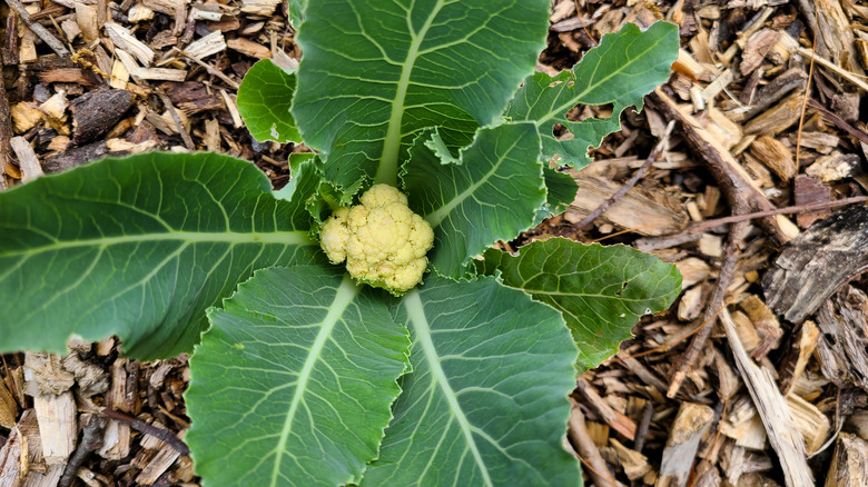 small cauliflower head