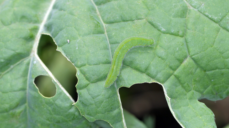 cabbage looper with leaf damage