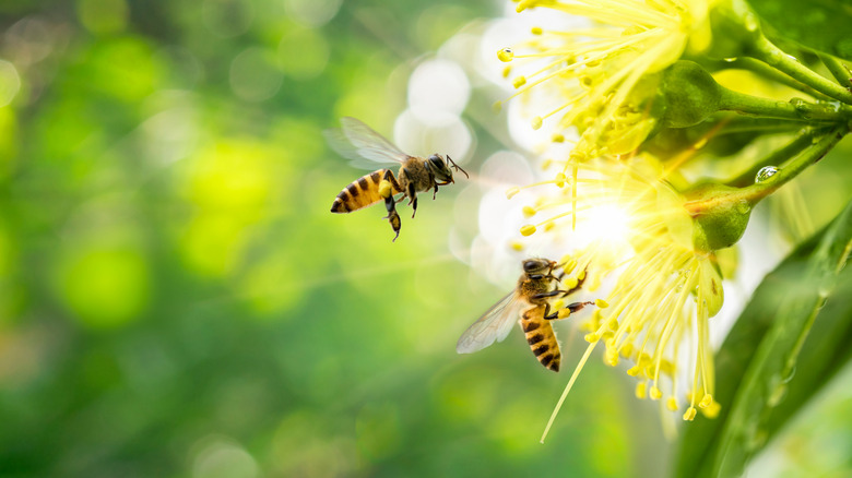 Two bees pollinating flowers