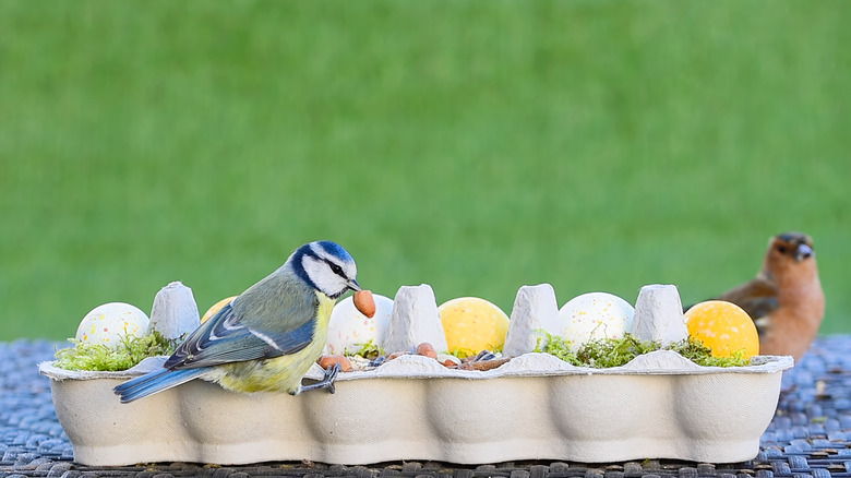 Bird eating nut from egg carton