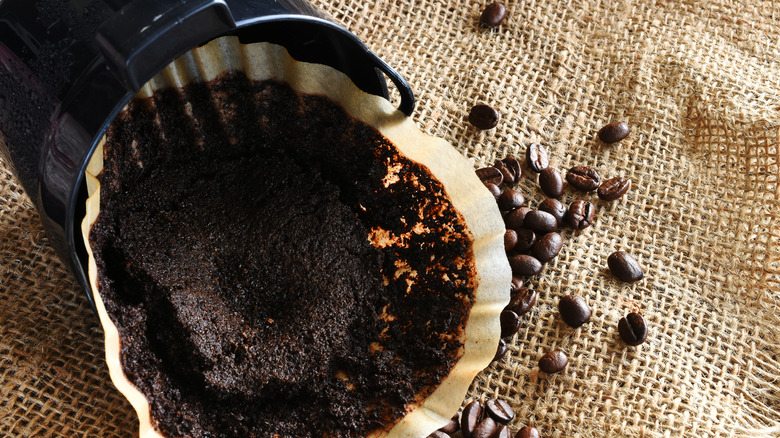 Wet coffee grounds in filter