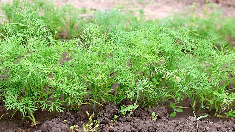 Dill growing in rows