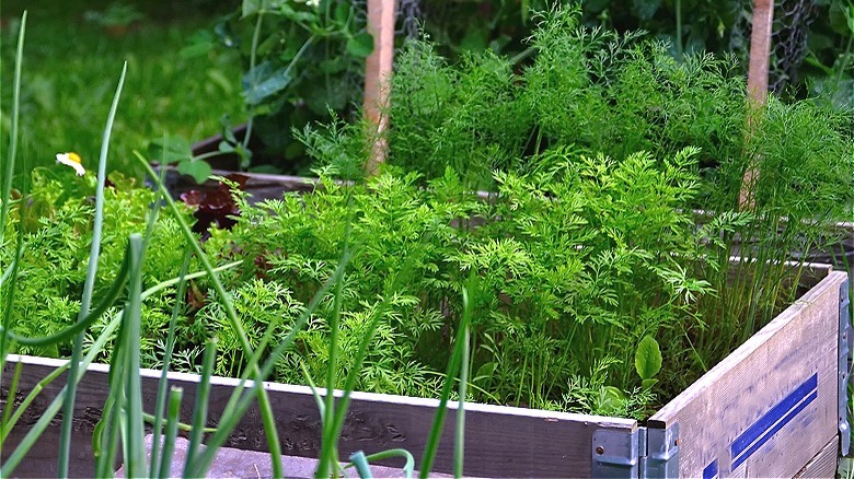 Dill growing in raised bed