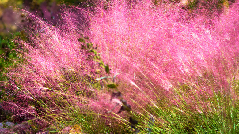 pink blooming muhly grass