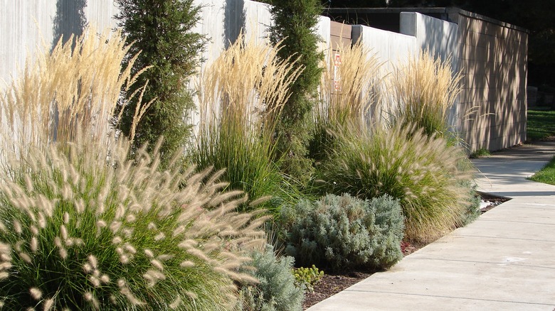 fountain grass along concrete pathway