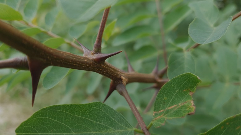 thorns growing on black locust tree