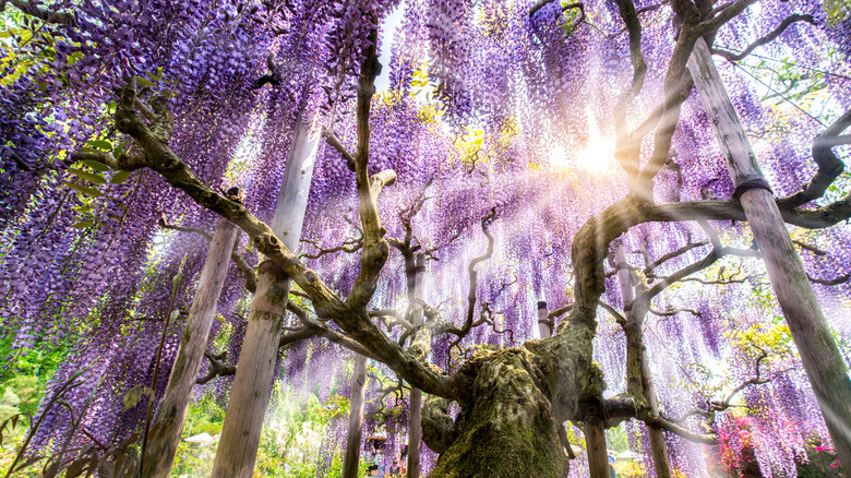 Wisteria tree