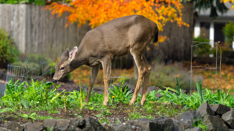 deer eating in a garden