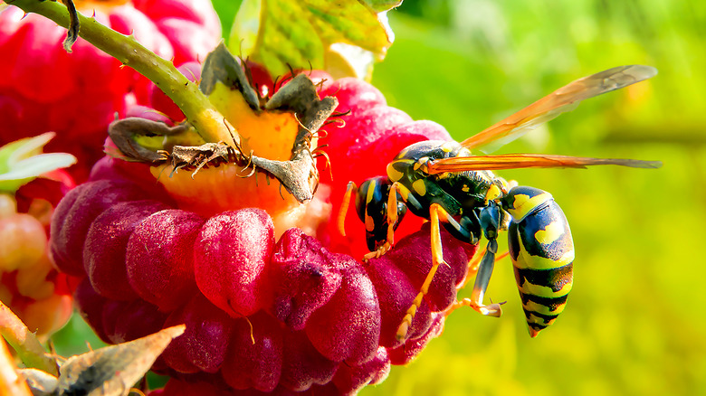 wasp in a garden