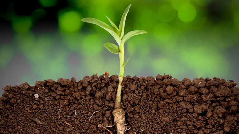 Plant with roots undergroud