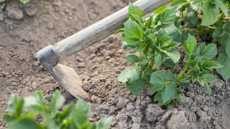 Hoe scraping garden dirt