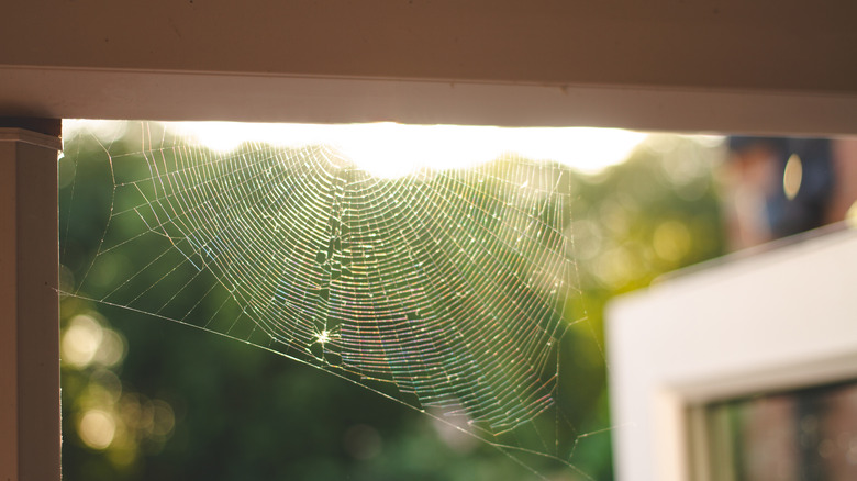 Spider web in door frame