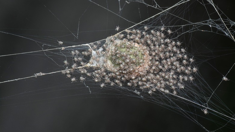 Spider nest with baby spiders