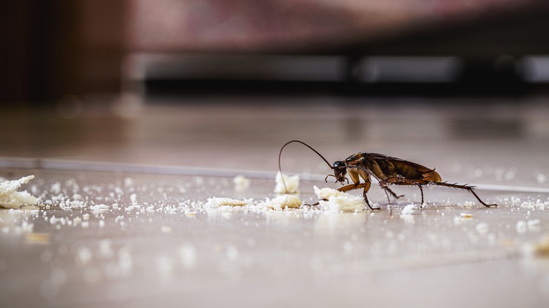 cockroach in kitchen