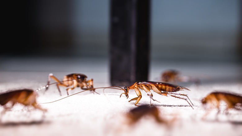 cockroaches on floor