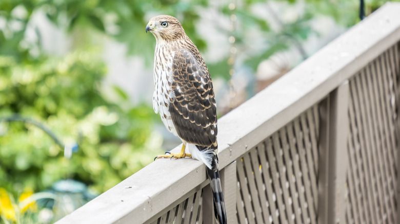 A Cooper's hawk on a fence