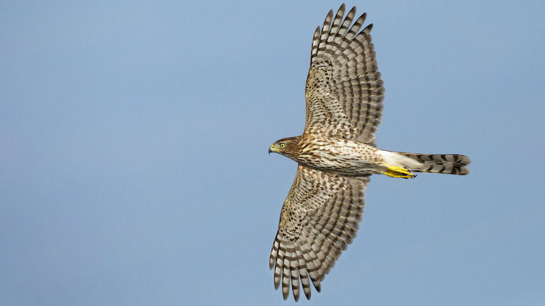 Cooper's hawk flying