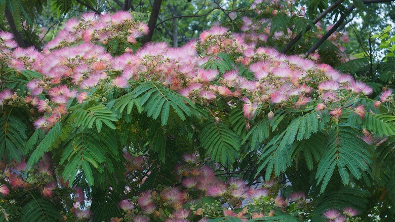 You Might Want To Rethink Growing A Mimosa Tree In Your Yard - Intro 1703786792