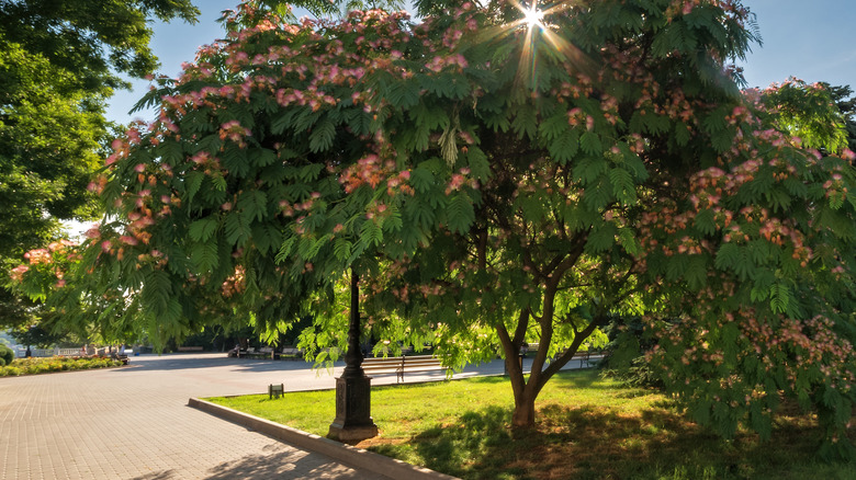 Mimosa trees in park