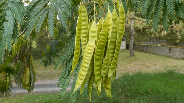 Mimosa tree seed pods