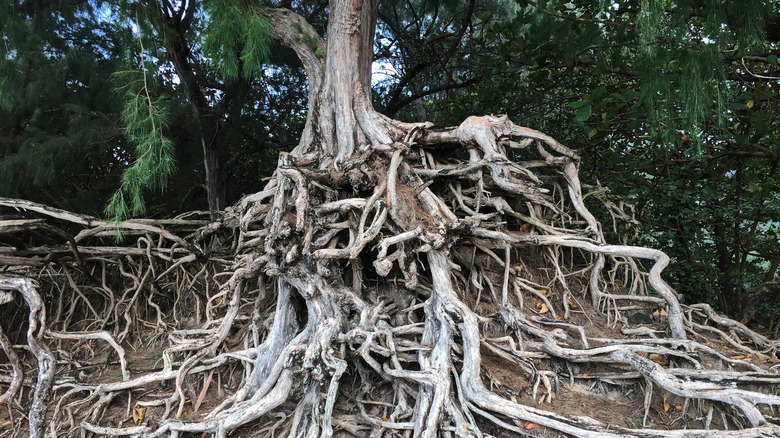 eucalyptus roots