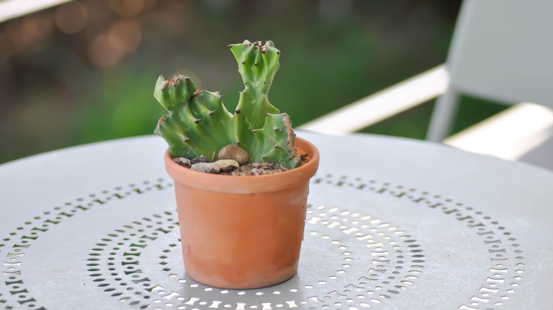 euphorbia plant in pot