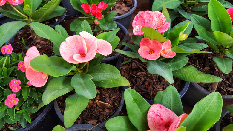 euphorbia plant