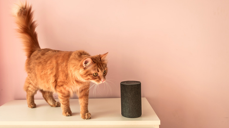 Cat checking out Amazon Echo