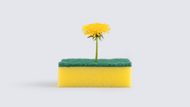 sunflower emerging from kitchen sponge